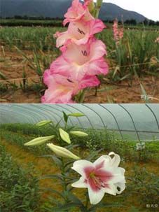 �ۄ��ͷ�����