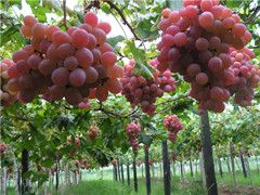 ԭ�a(ch��n)������