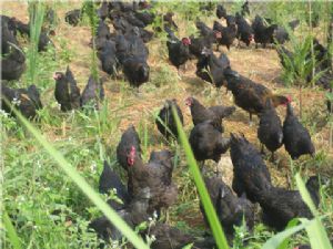 ��Ⱥ��u�����u