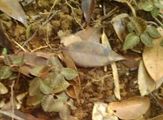 ������һ��������1