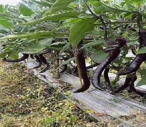 �B�T�йϹ��R�Nֲ���޹�˾