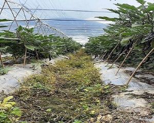 �B�T�йϹ��R�Nֲ���޹�˾