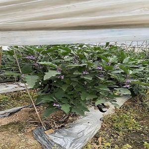 �B�T�йϹ��R�Nֲ���޹�˾