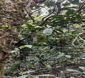 ���ĸ������l(xi��ng)��