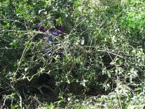 ���ĸ������l(xi��ng)��