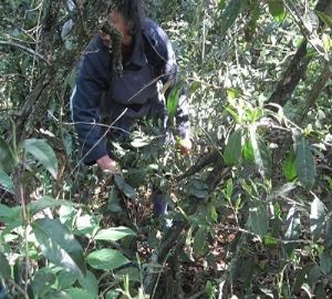 ���ĸ������l(xi��ng)��