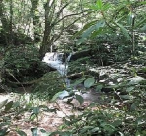 ���ĸ������l(xi��ng)��