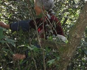 ���ĸ������l(xi��ng)��