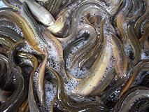 �J���X�~�B(y��ng)ֳ�r(n��ng)�񌣘I(y��)������