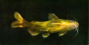 �����Є�(chu��ng)�x��ˮ������